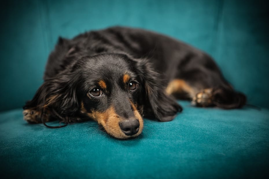 black and tan dachshund to illustrate story on the power of pets