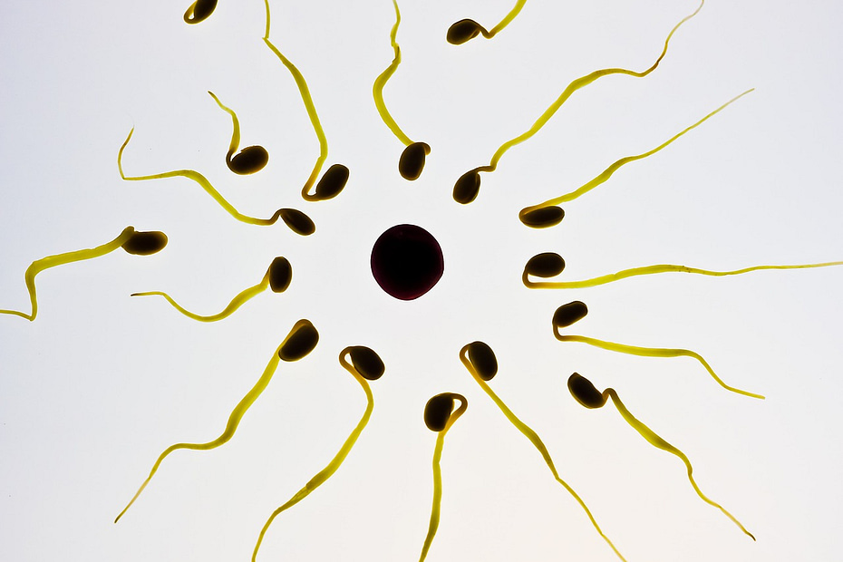 image of sperm cells approaching egg
