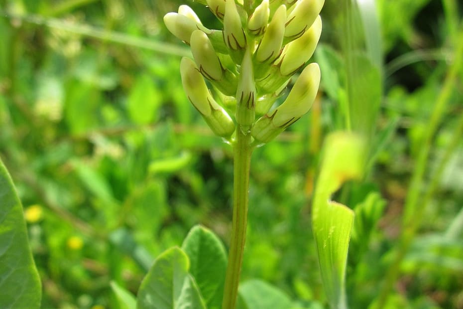 photo of astragalus plant